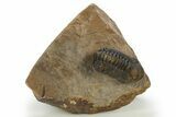 Detailed Reedops Trilobite - Atchana, Morocco #310261-3